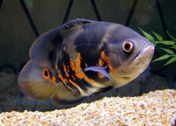 astronotus_ocellatus1.jpg