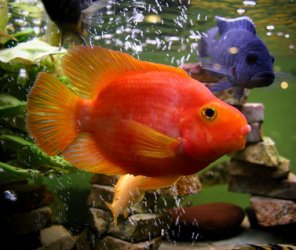 parrot_cichlid.jpg