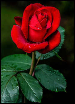 1630572436091.png