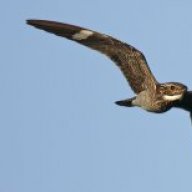 nighthawk